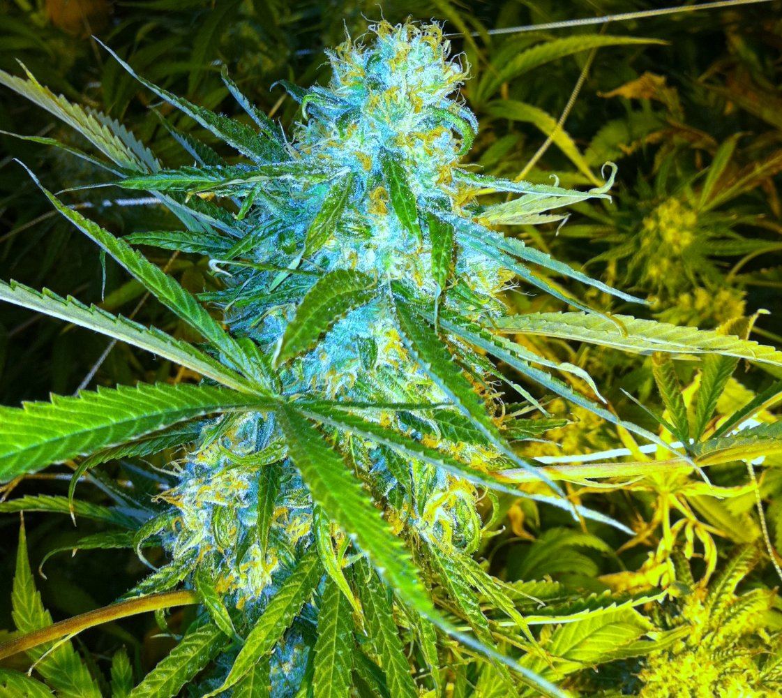 Charity auction genetics sent in 3