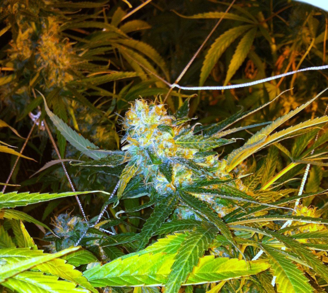 Charity auction genetics sent in