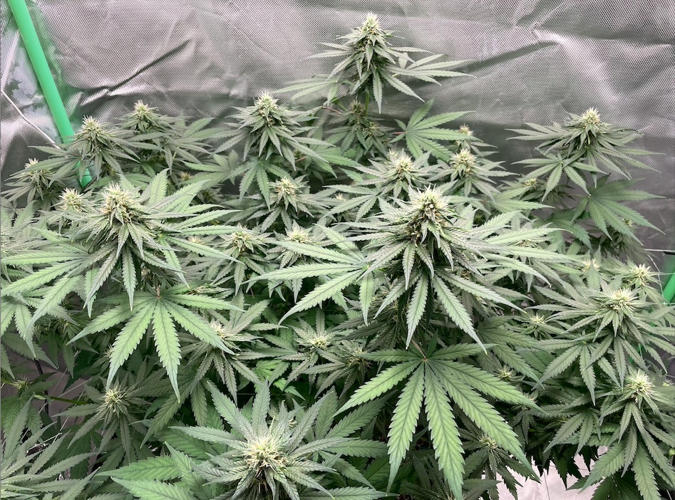 Charlottes Angel CBD week 5 1