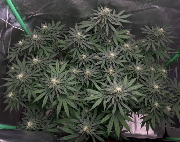 Charlottes Angel CBD week 5 2