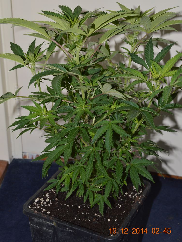 Chch2 bonsai