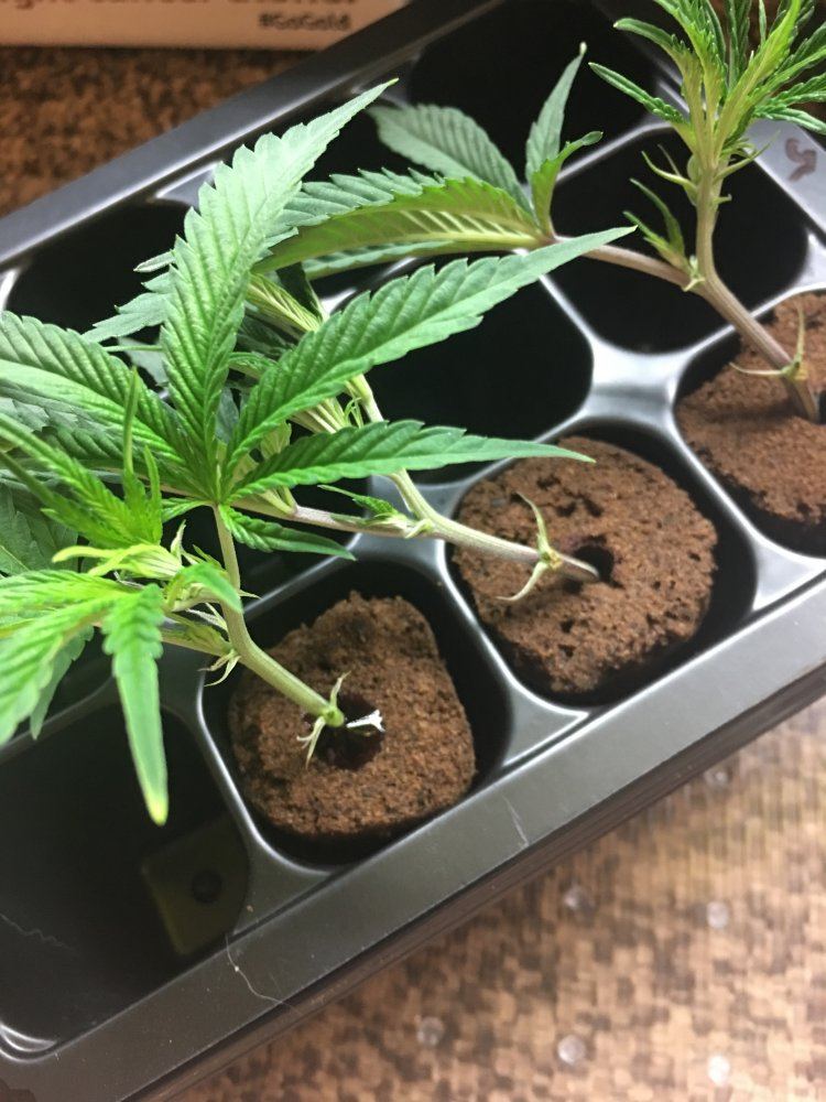Cheap  easy cannabis cloning   step by step with photos 13