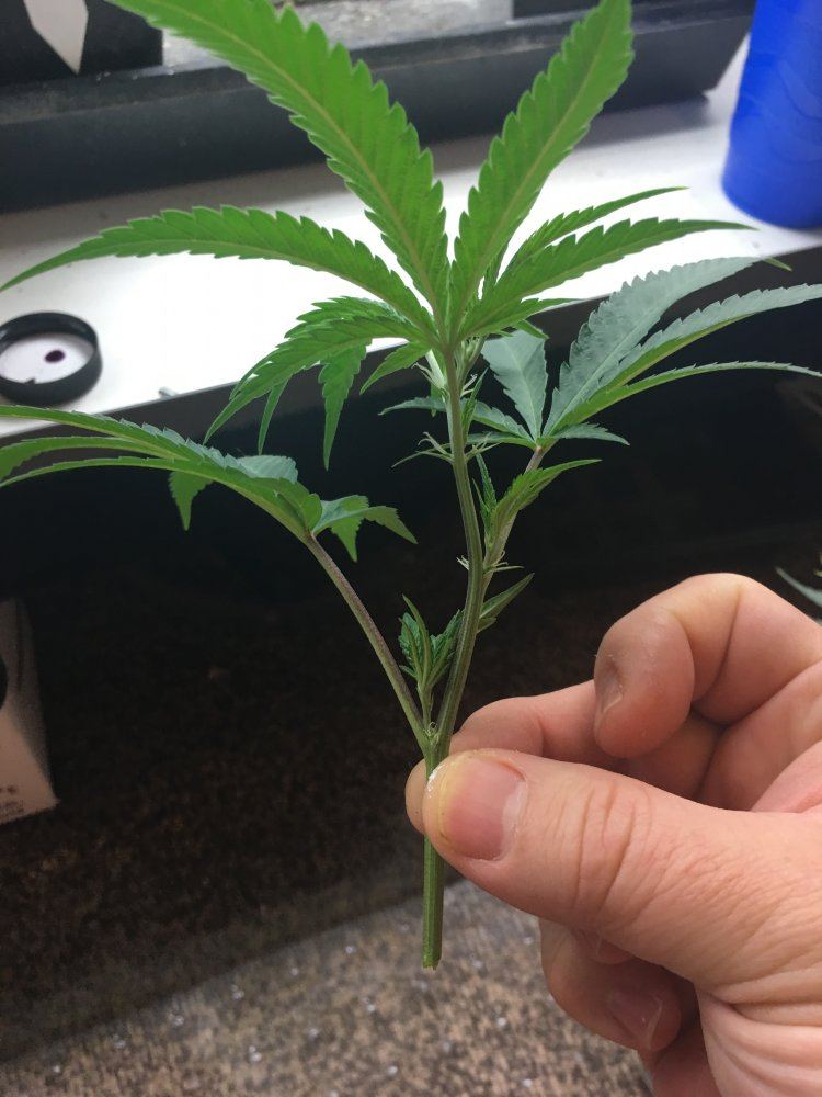 Cheap  easy cannabis cloning   step by step with photos 3