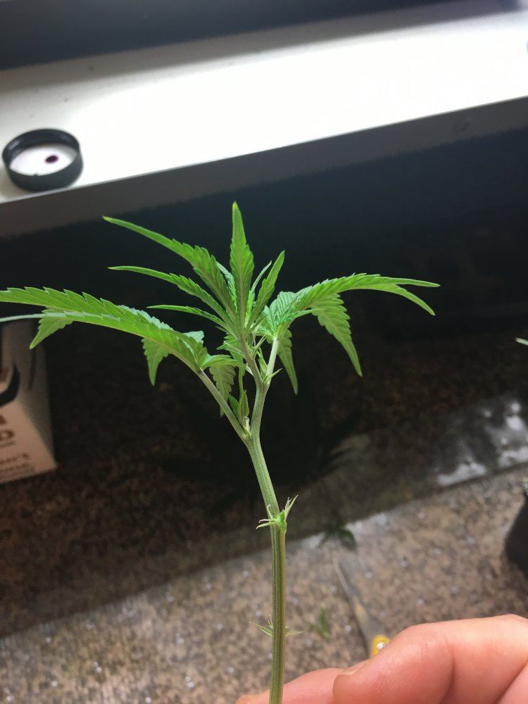 Cheap  easy cannabis cloning   step by step with photos 8