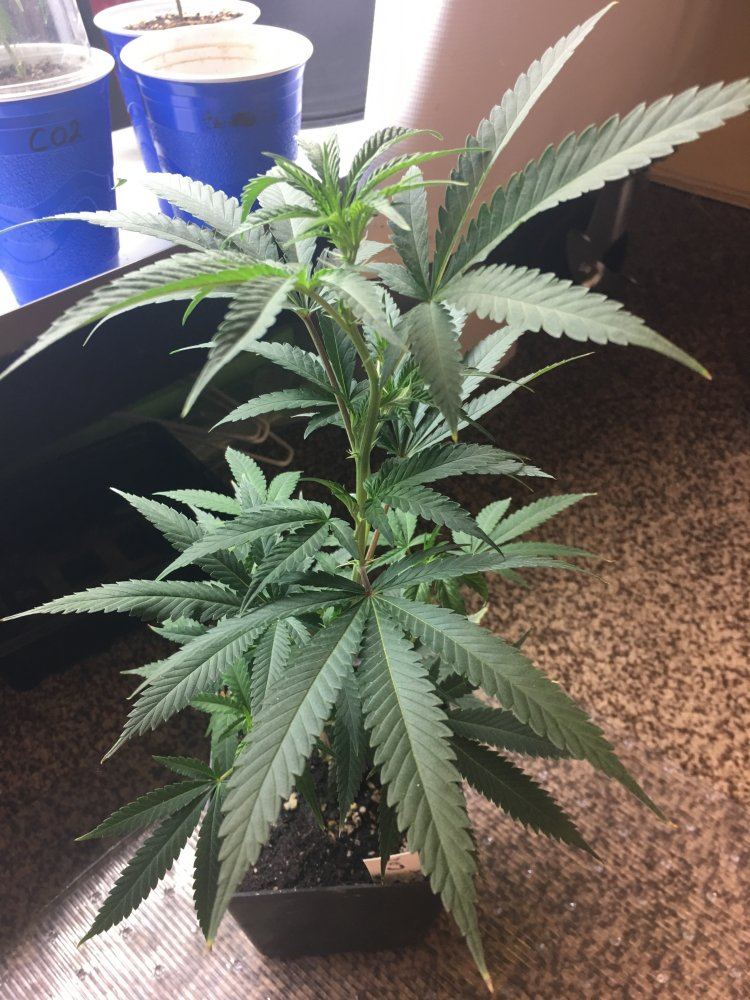 Cheap  easy cannabis cloning   step by step with photos