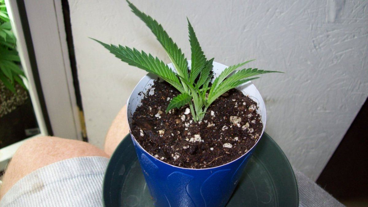 Cheap easy cloning technique for small batches 5