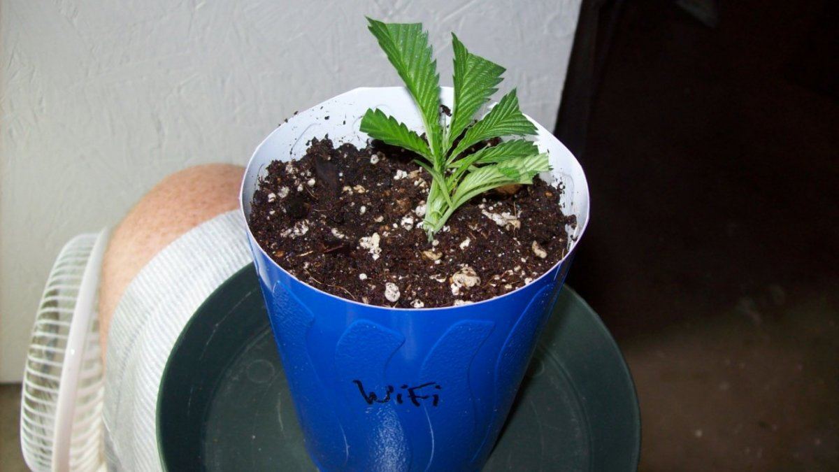 Cheap easy cloning technique for small batches 6