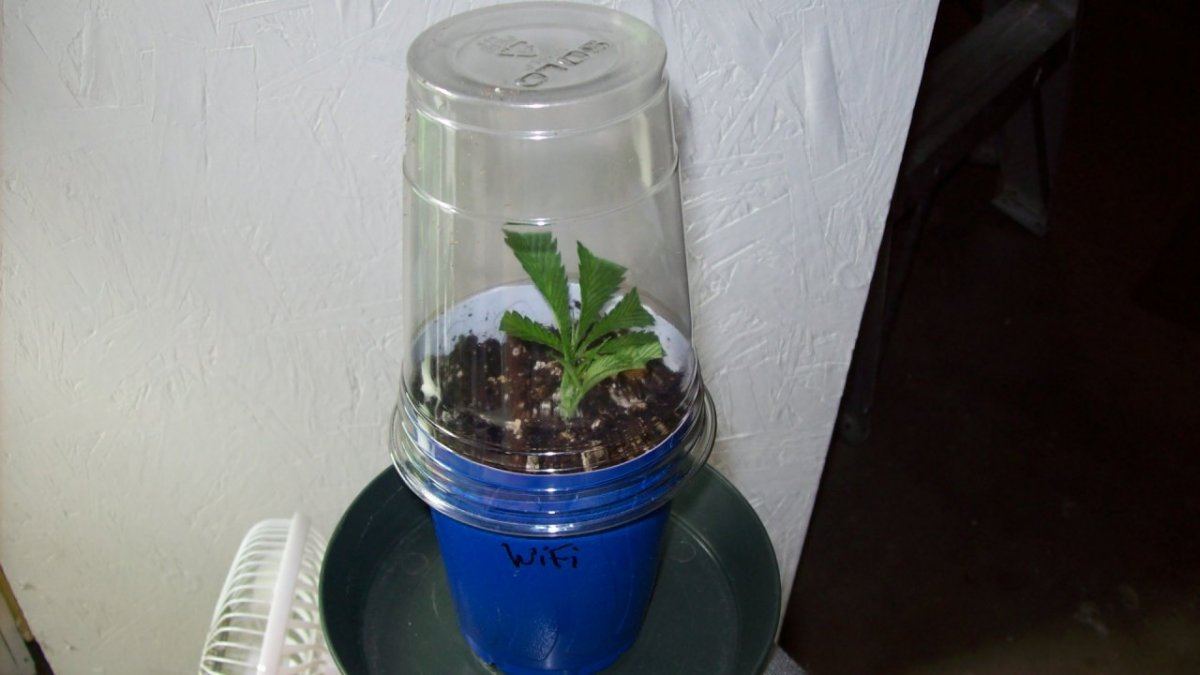 Cheap easy cloning technique for small batches 7