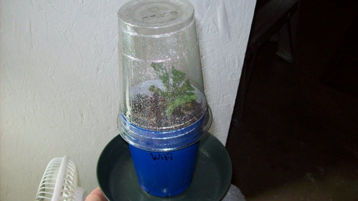 Cheap easy cloning technique for small batches 8