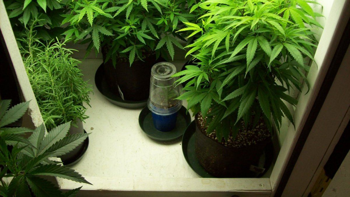 Cheap easy cloning technique for small batches 9