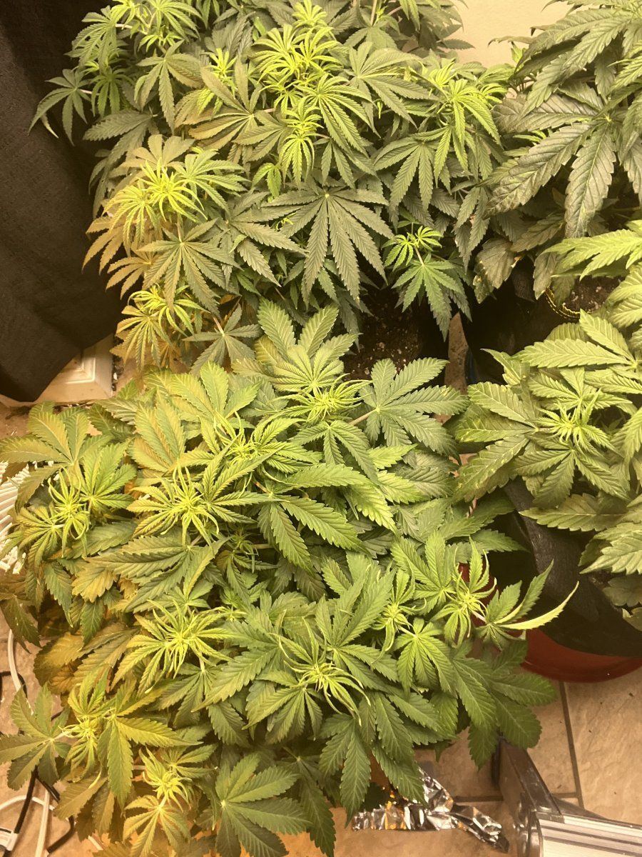 Check em out tucked fan leaves under bud sites hopefully itll work 2