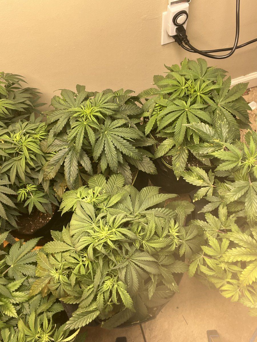 Check em out tucked fan leaves under bud sites hopefully itll work 3
