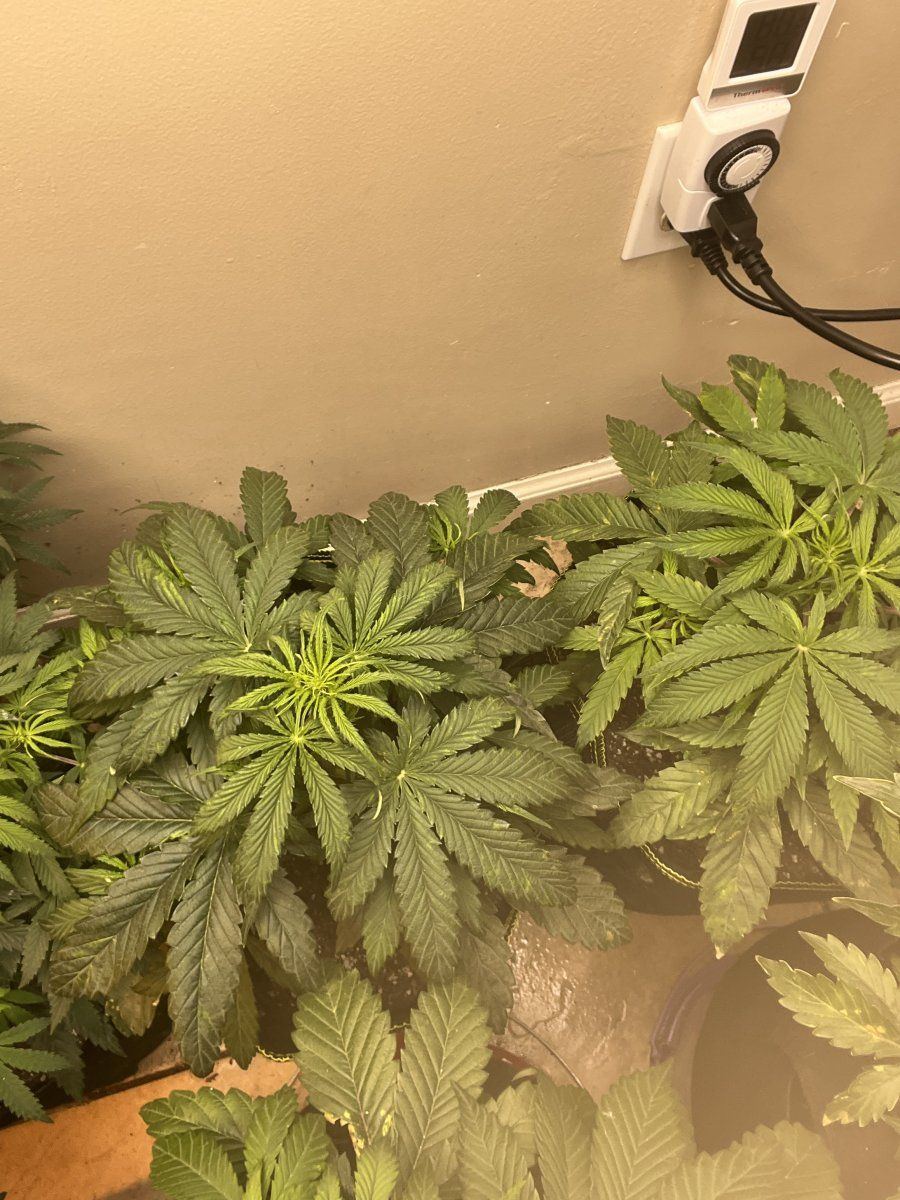 Check em out tucked fan leaves under bud sites hopefully itll work 8