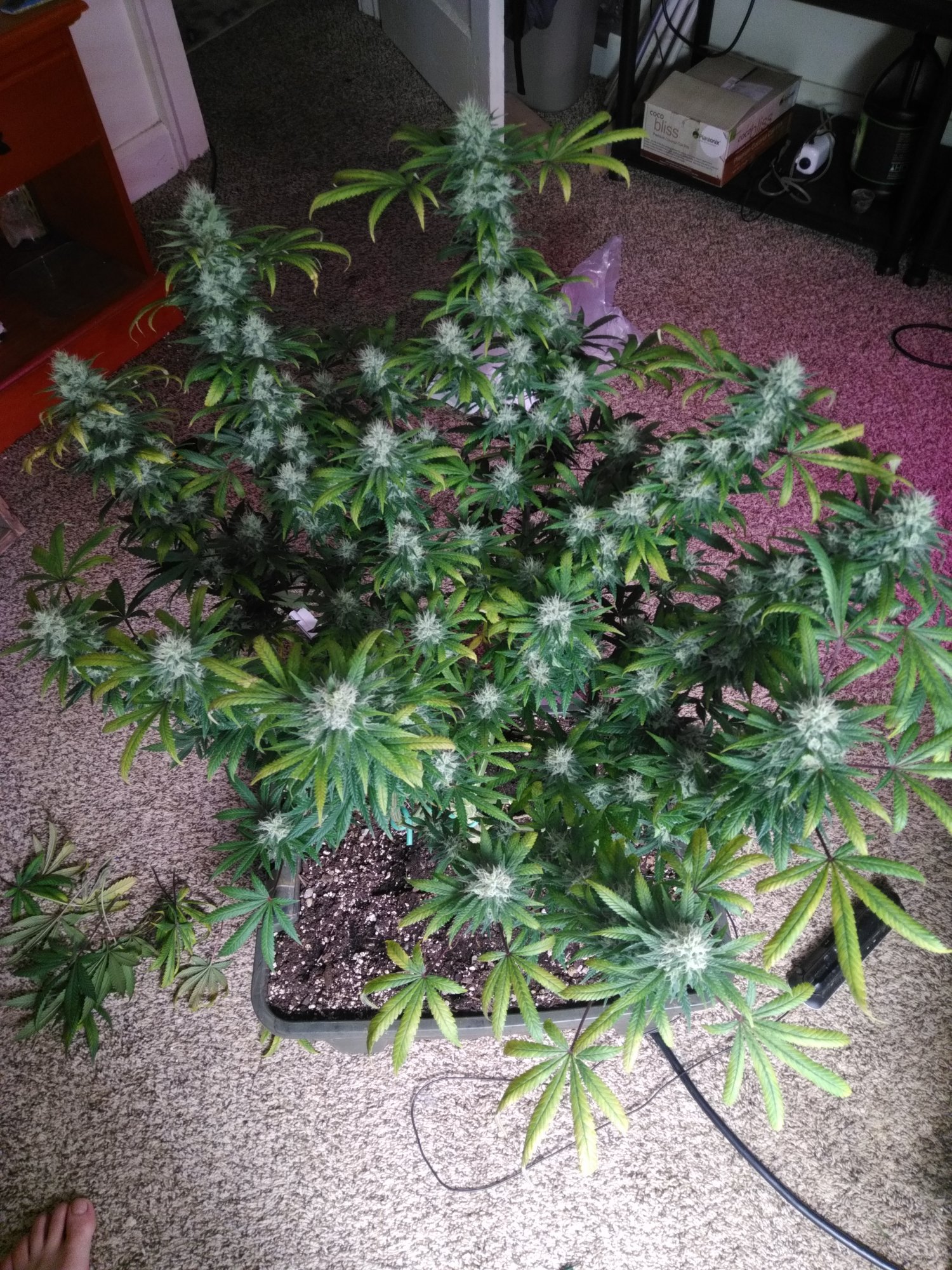 Check me out my biggest buds yet 5