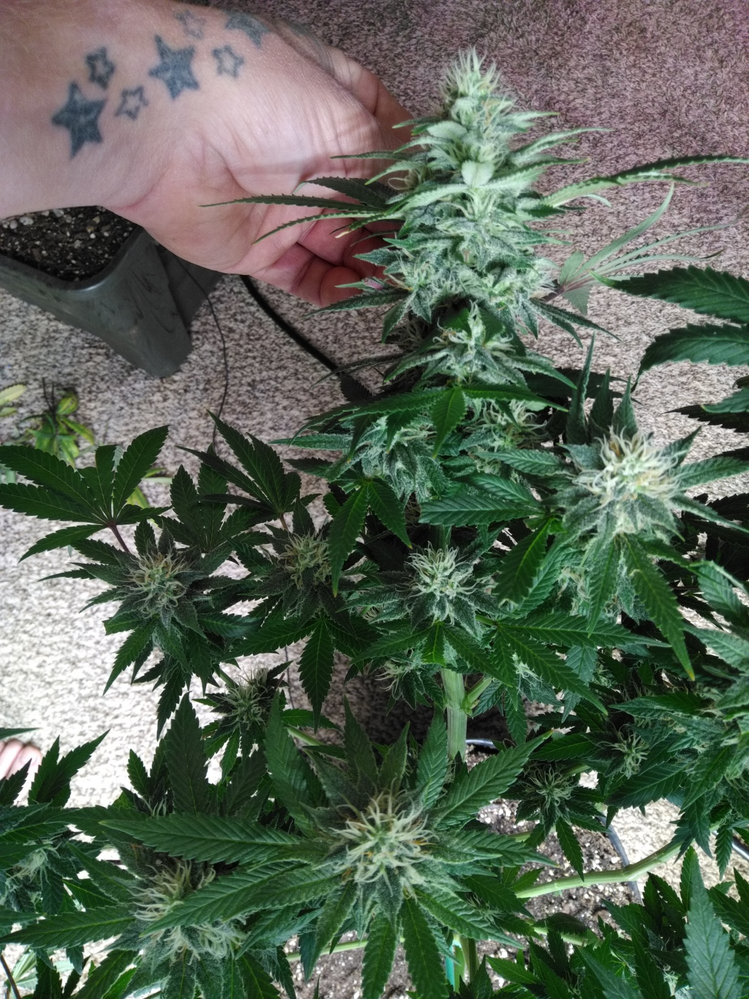Check me out my biggest buds yet 6