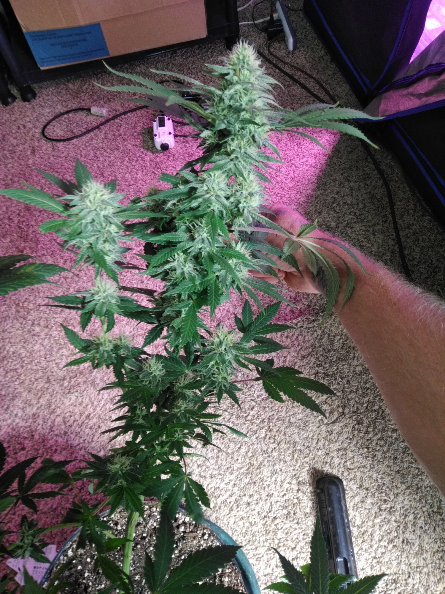 Check me out my biggest buds yet 7