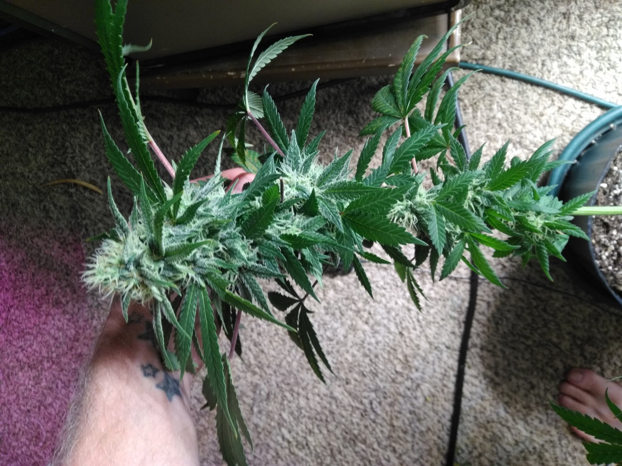 Check me out my biggest buds yet 8
