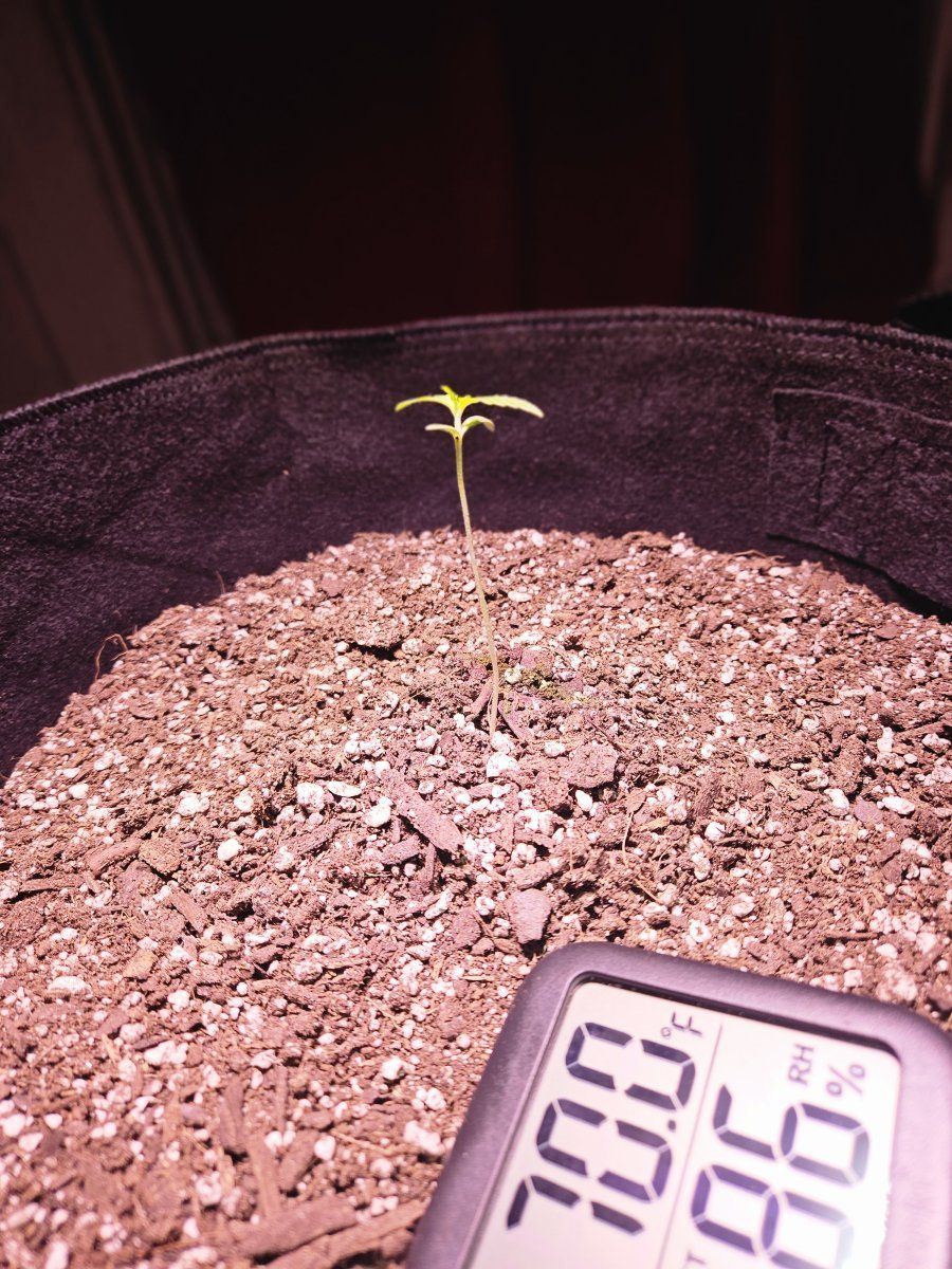 Check out my first ever grow thanks to you guys correct me if im wrong 11