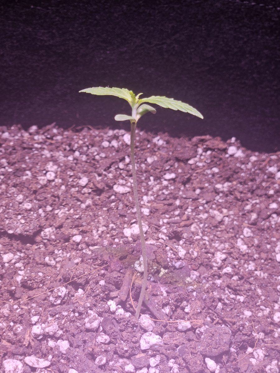Check out my first ever grow thanks to you guys correct me if im wrong 12