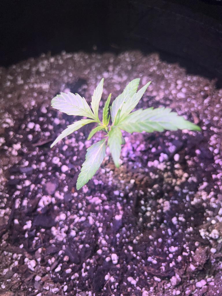 Check out my first ever grow thanks to you guys correct me if im wrong 13