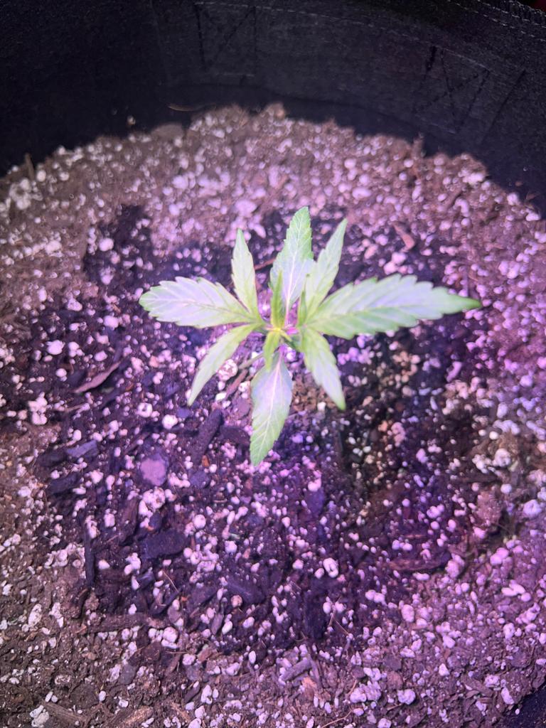 Check out my first ever grow thanks to you guys correct me if im wrong 14