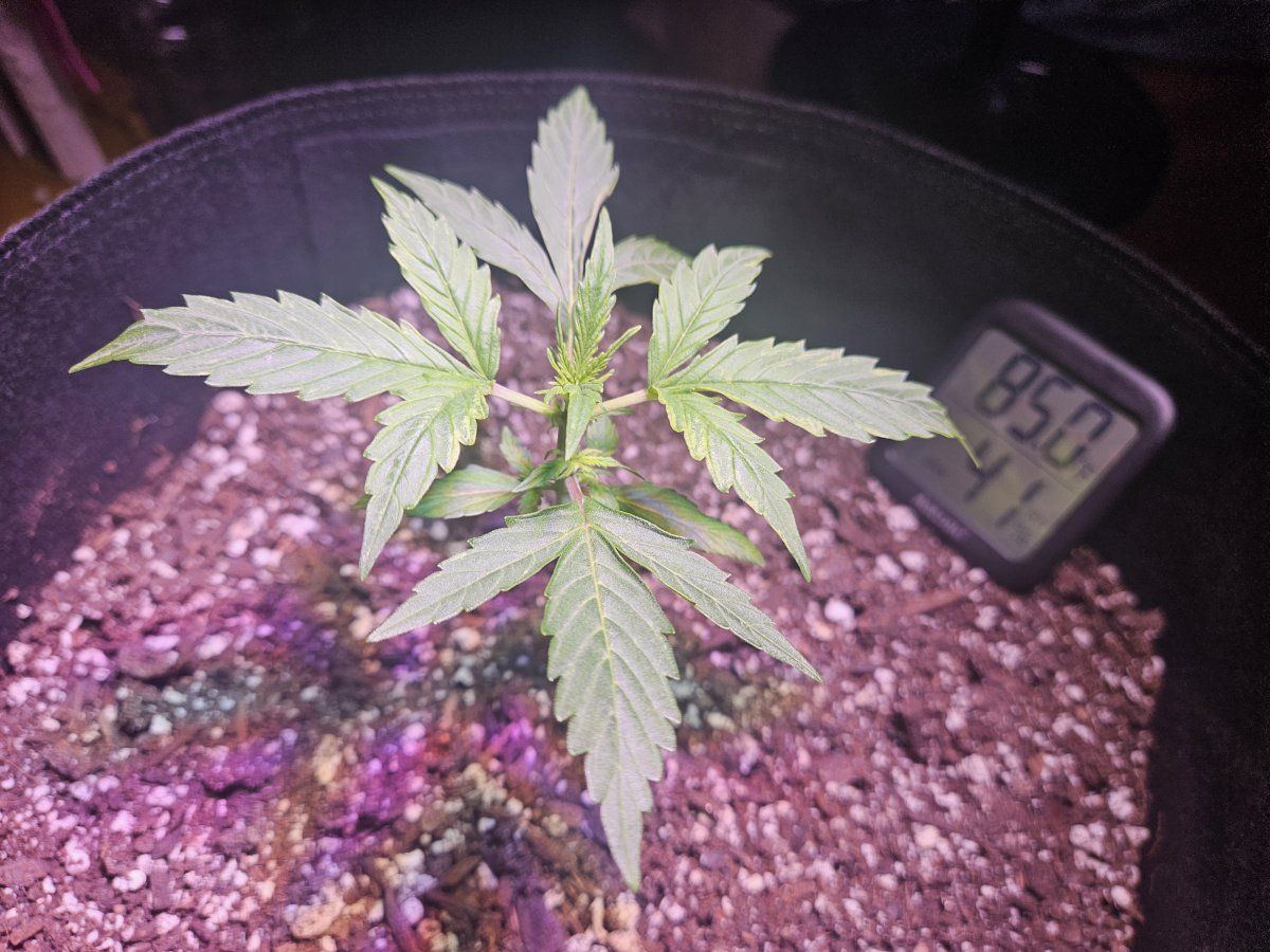 Check out my first ever grow thanks to you guys correct me if im wrong 15