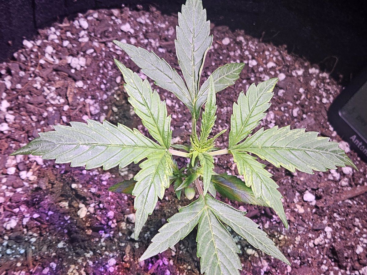 Check out my first ever grow thanks to you guys correct me if im wrong 16