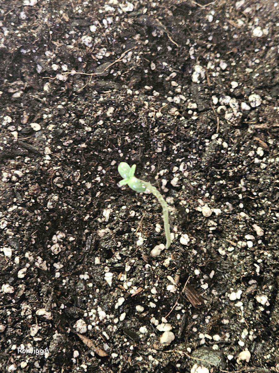 Check out my first ever grow thanks to you guys correct me if im wrong 9