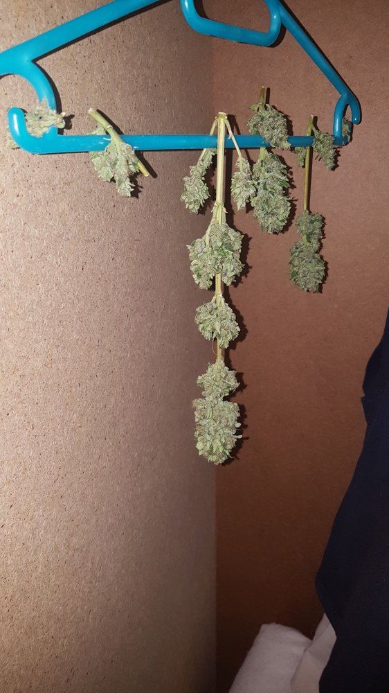 Check out my harvest first grow
