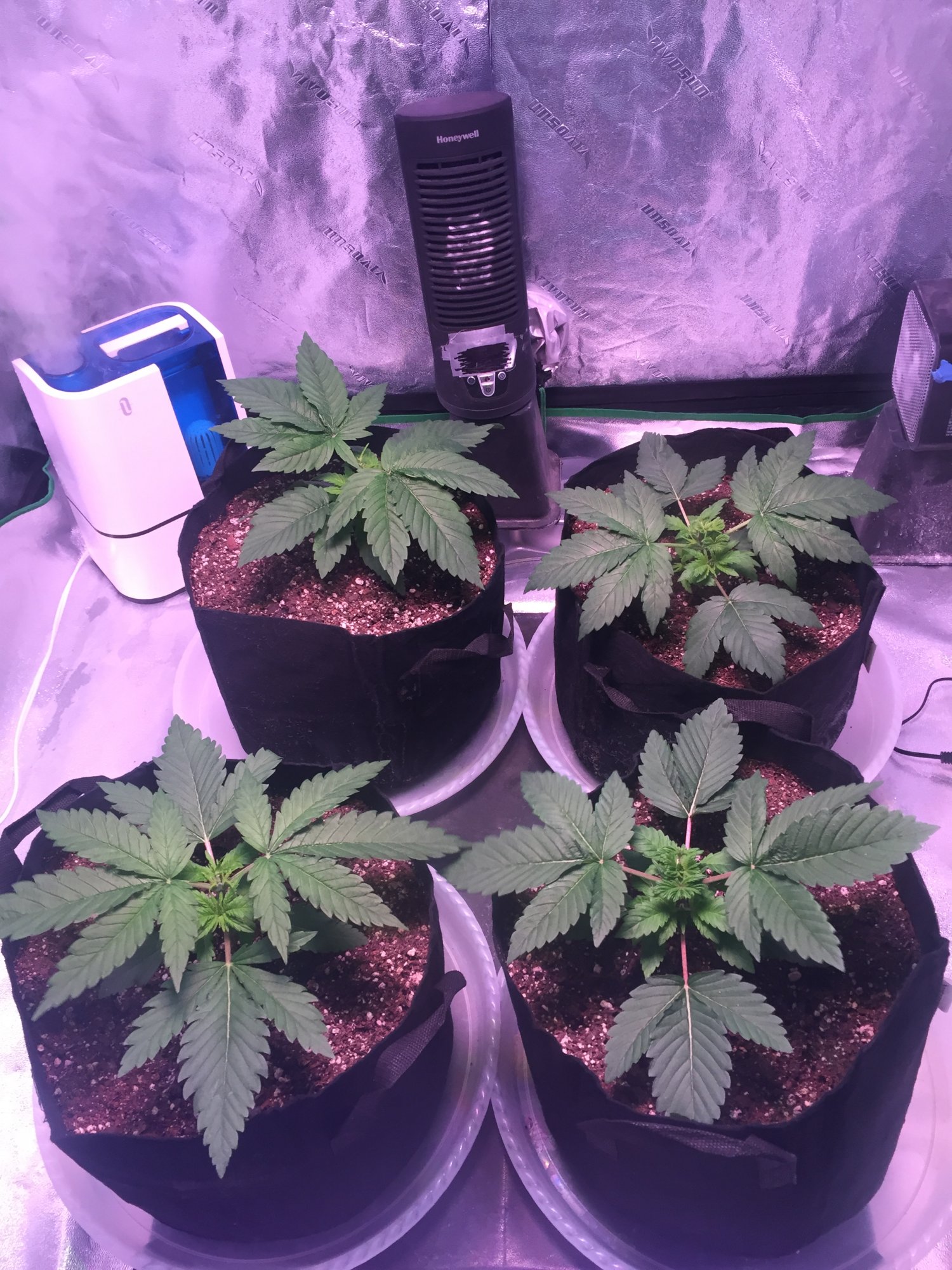 Check out my legal grow  advicetips welcomed