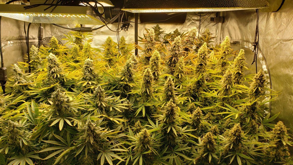 Check out these weird buds 3
