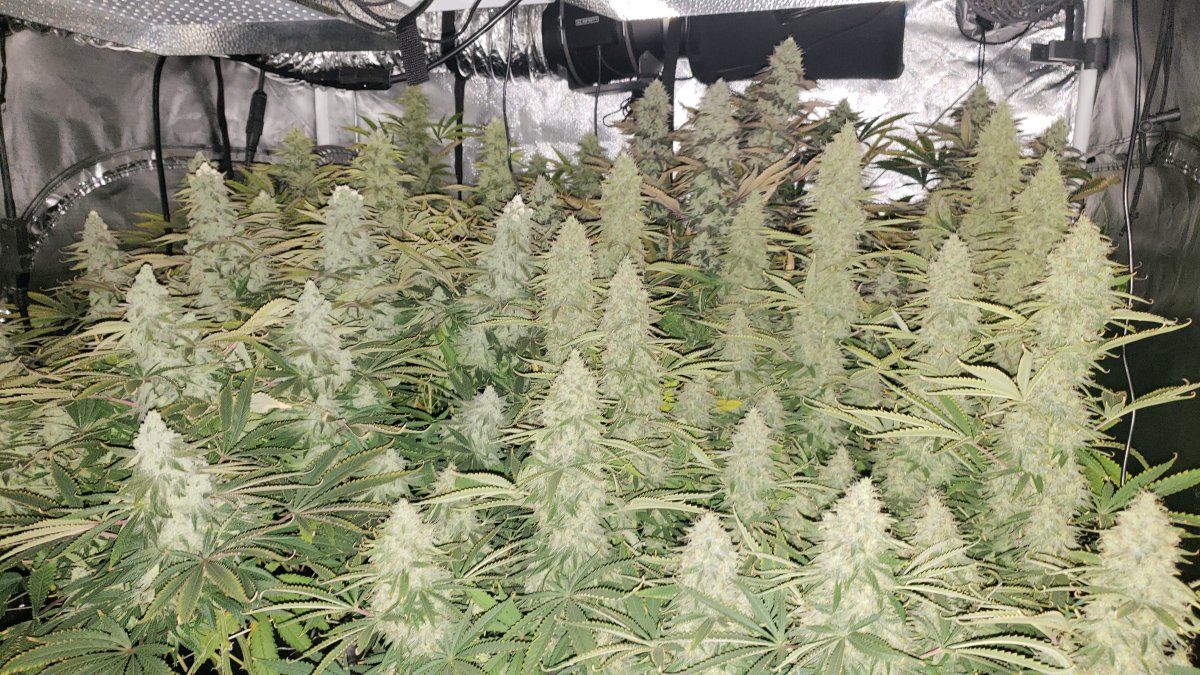 Check out these weird buds 4