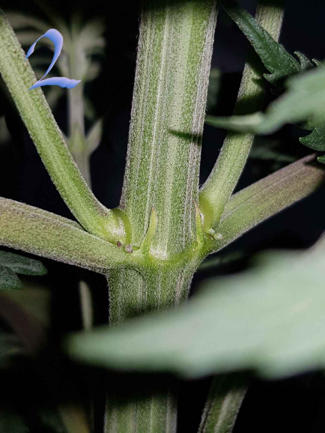 Checking the plants genders   advice appreciated 2