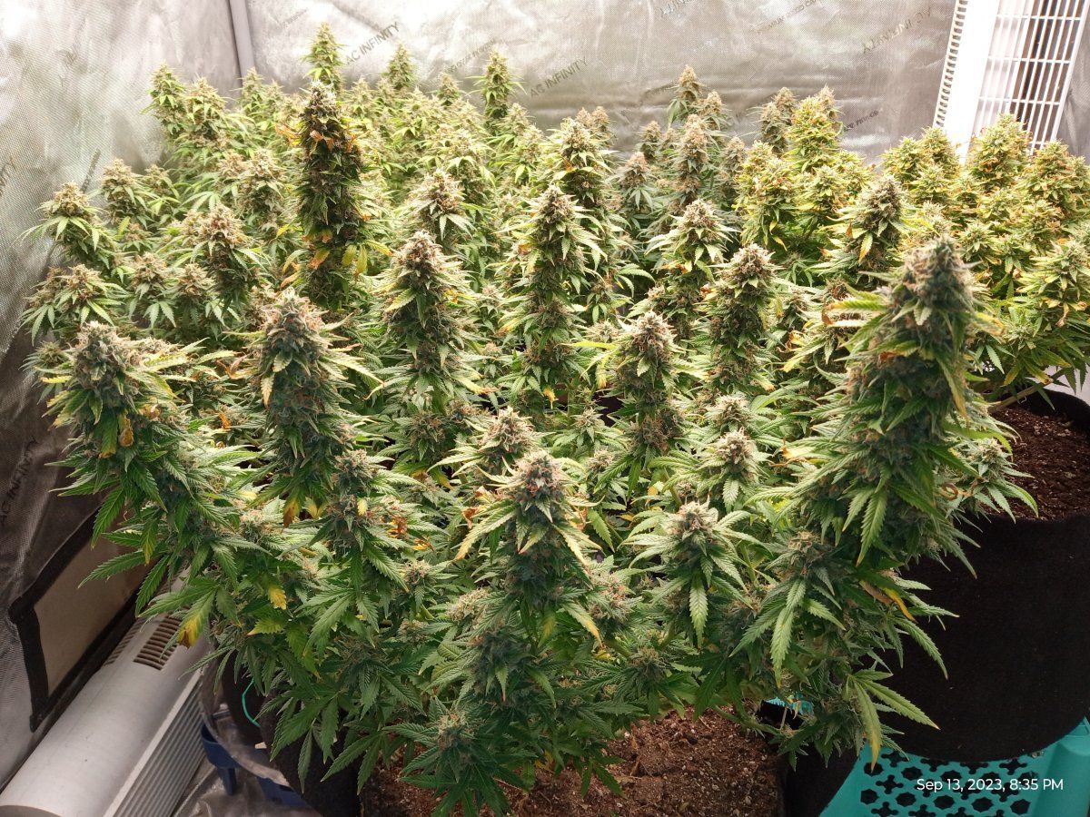 Cheese 22