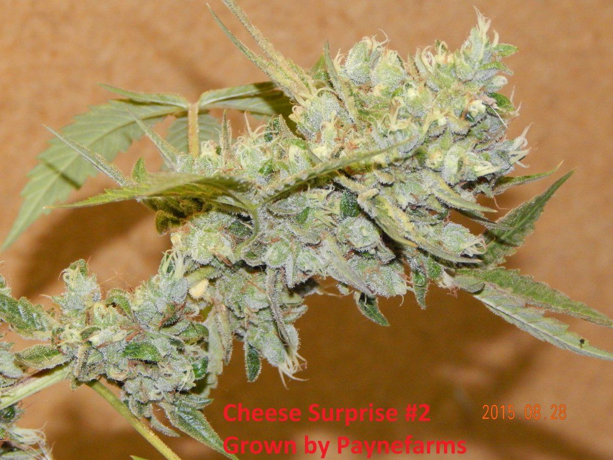 Cheese 2 harvest 018
