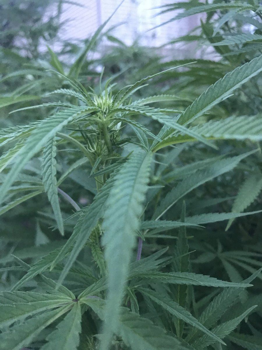 Cheese aug 28