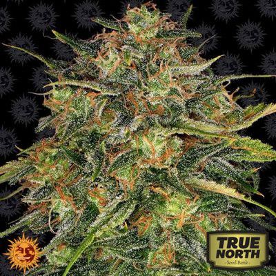 Cheese barneys farm tnsb