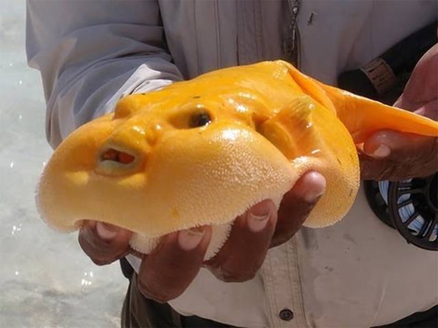 Cheese fish