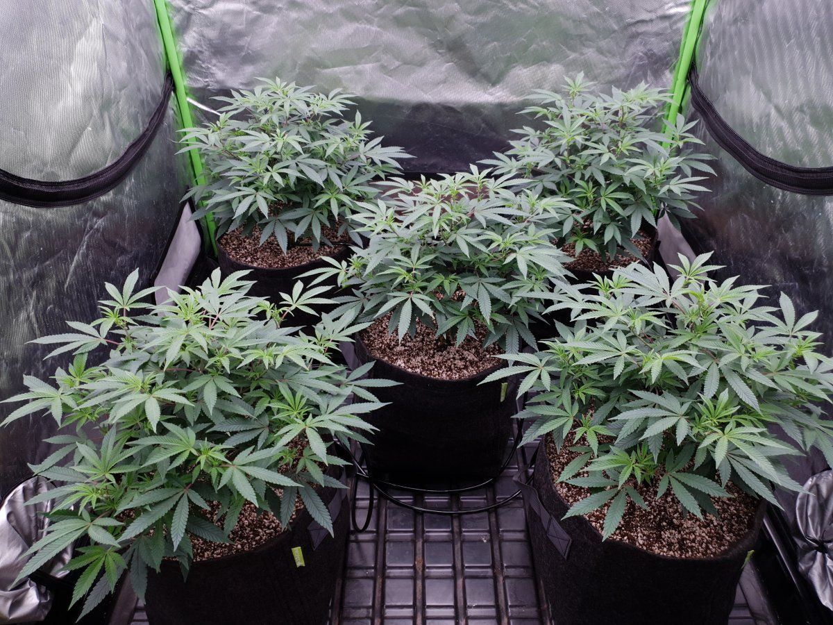 Cheese Riders 7 days Flo 1