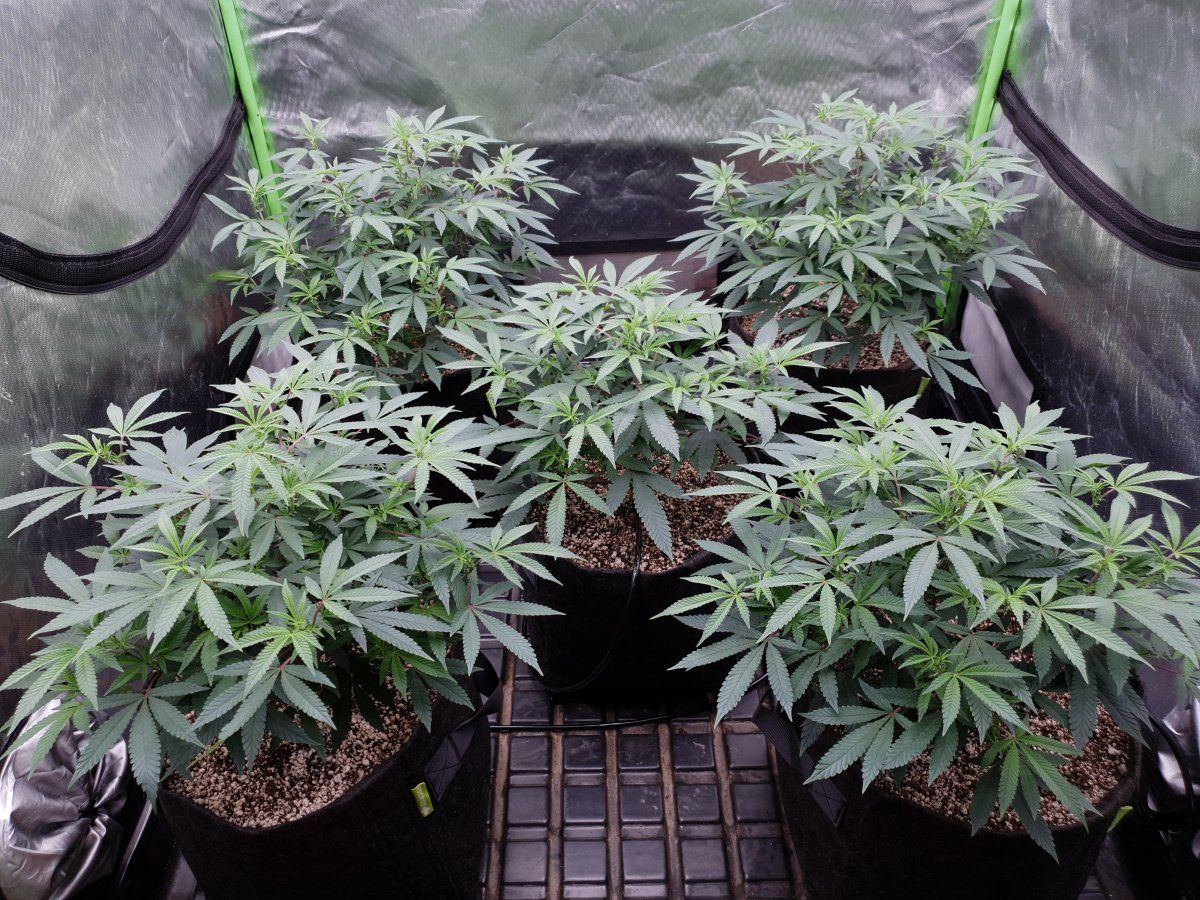 Cheese Riders 7 days Flo 3