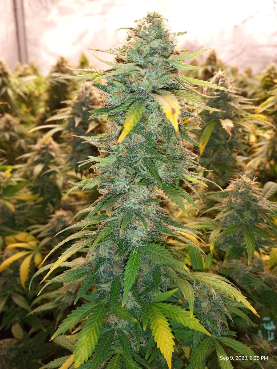 Cheese12