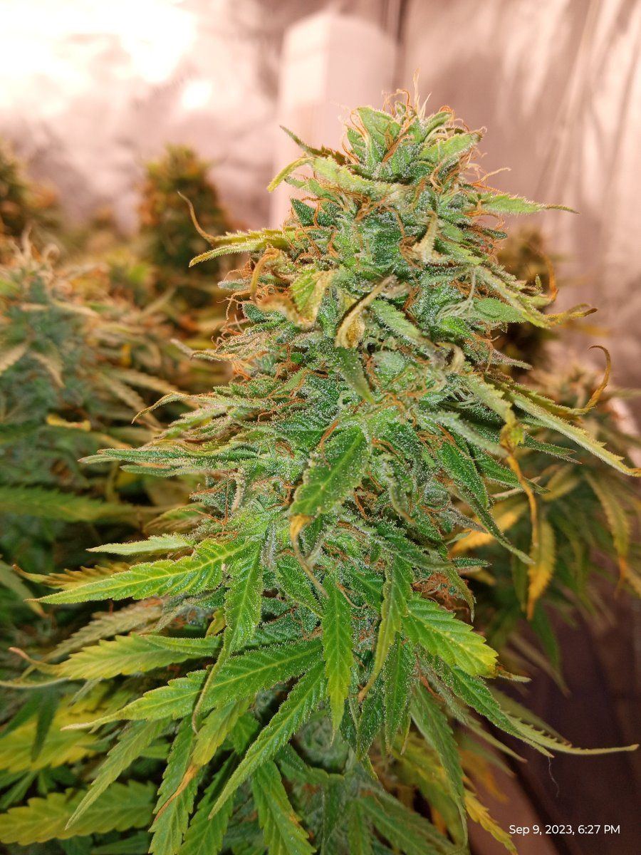 Cheese2 2