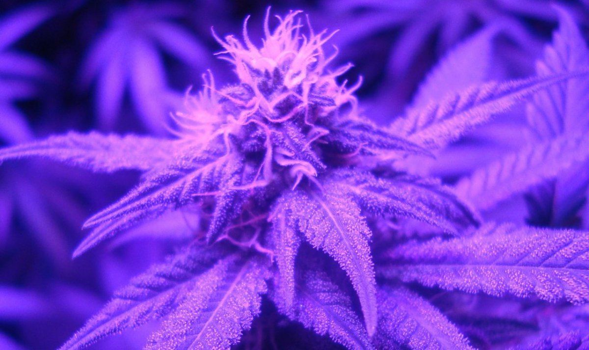 Cheese5
