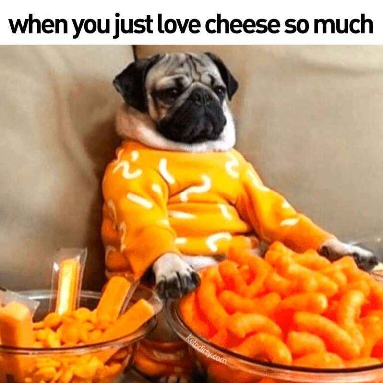 Cheesey pug