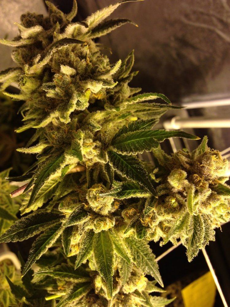 Cheeto kush dank 4
