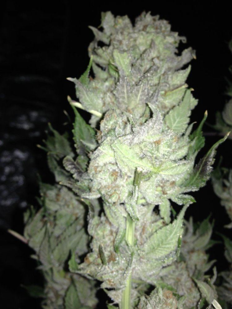 Cheeto kush dank