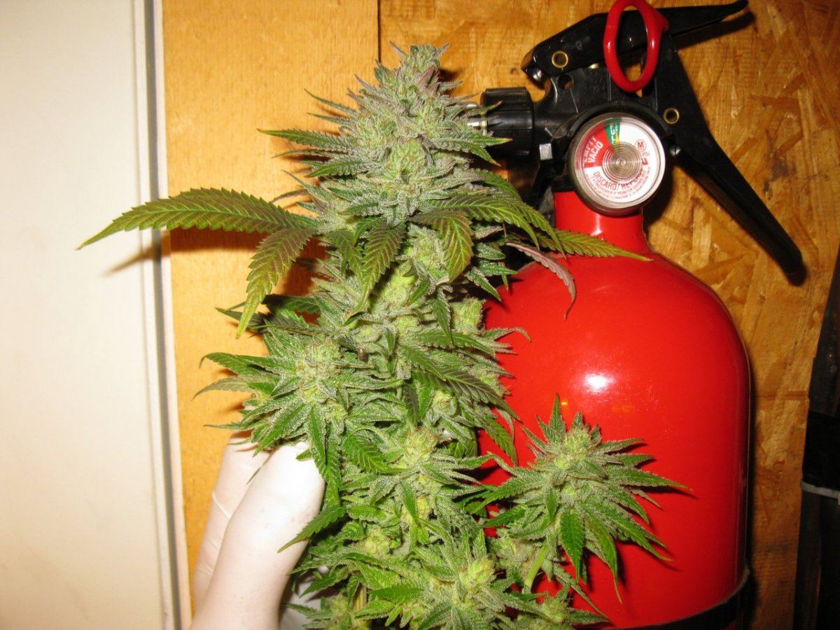 Cheeto x gm chop 005
