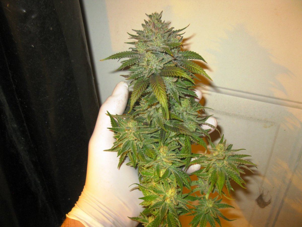 Cheeto x gm chop 007