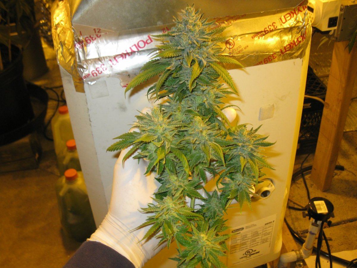 Cheeto x gm chop 008