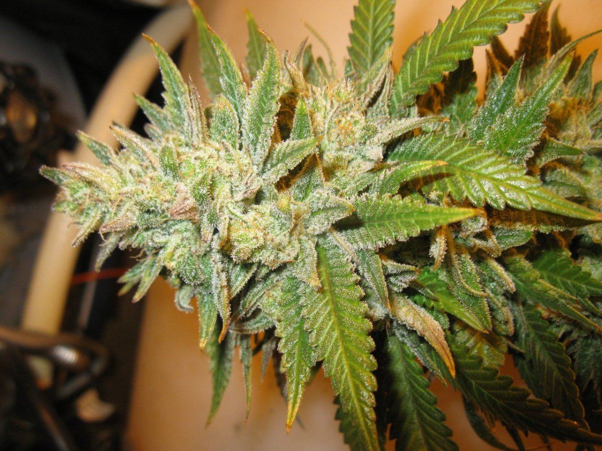 Cheeto x gm chop 012